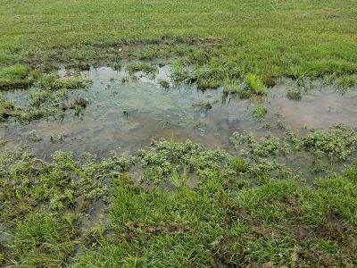 wet grass